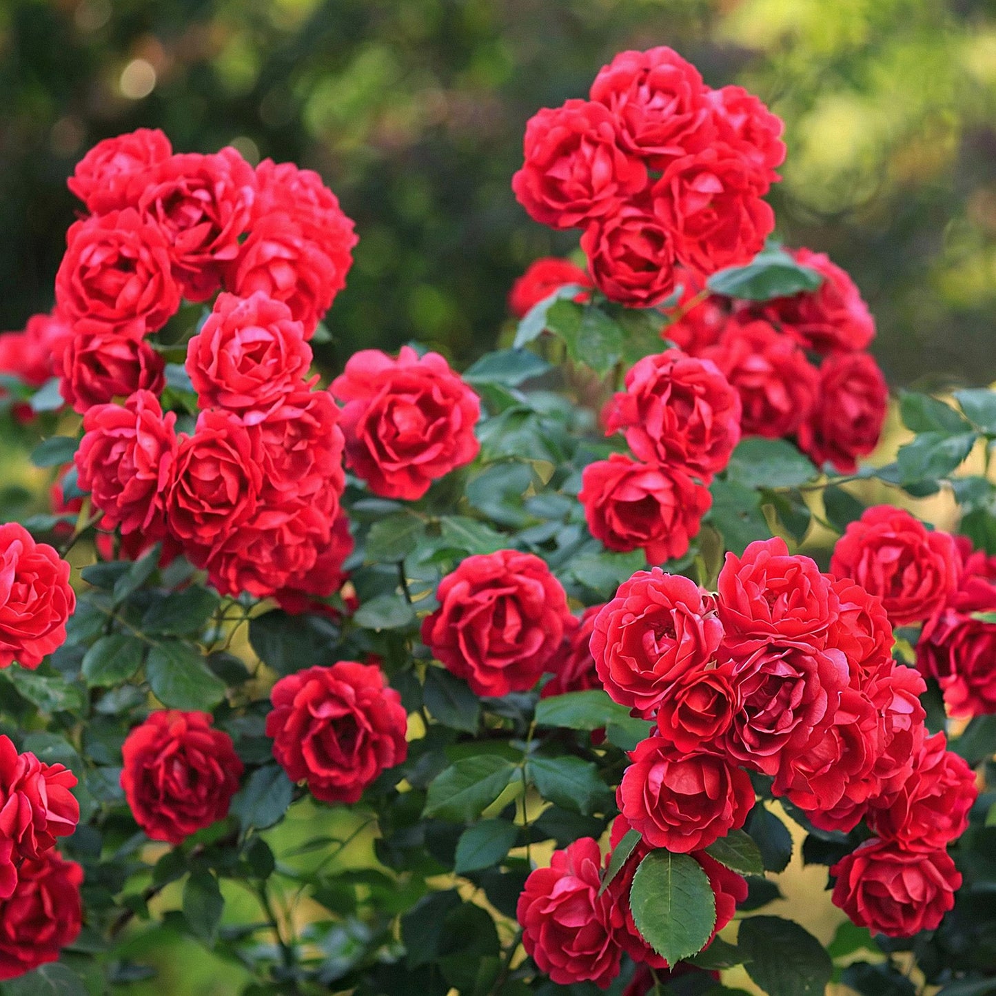 Green boutiQ - Tuin Roos - Rosa Rote The Fairy - Roos - Winterhard - Rood - 1 Plant - Pot 12cm - Hoogte Hoogte 20-25cm