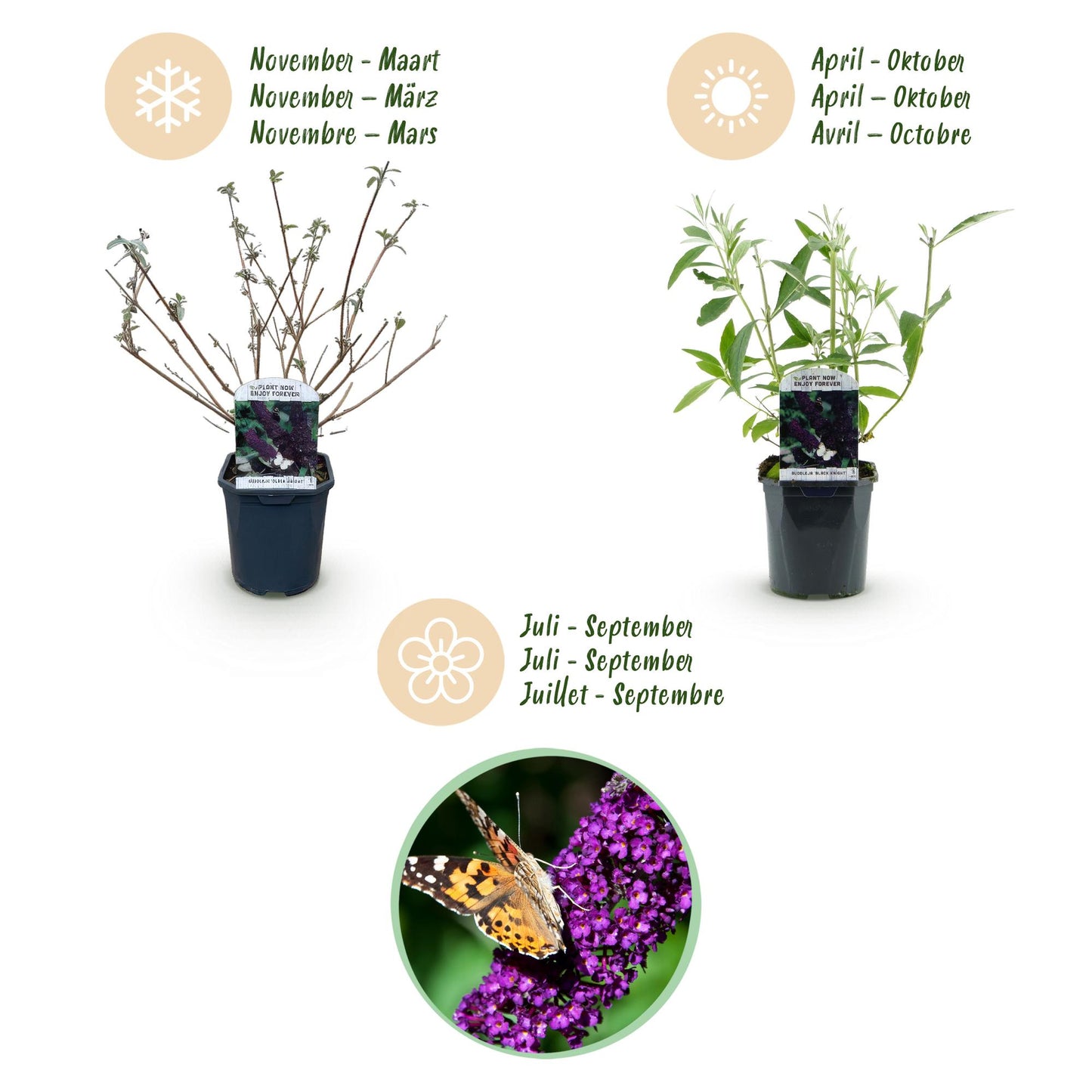 Green boutiQ - Tuinplant - Buddleja davidii Black Night - Vlinderstruik - Winterhard - Paars - 3 Planten - Pot 17cm - Hoogte 45cm