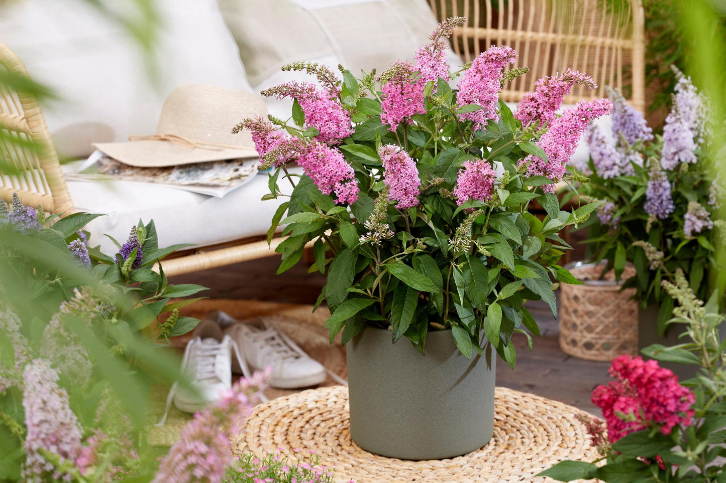 Green boutiQ - Tuinplant - Buddleja davidii Butterfly Candy Little Pink - Vlinderstruik - Compact - Roze - 1 Plant - Pot 12cm - Hoogte 20-25cm