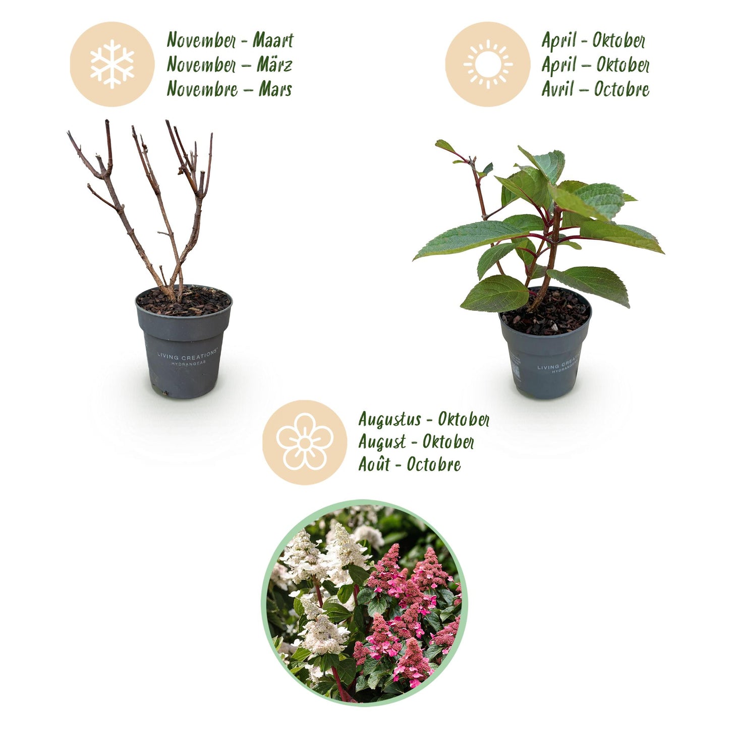 Green boutiQ - Tuinplant - Hydrangea panniculata Living Infinity - Pluimhortensia - Winterhard - Wit - 1 Plant - Pot 12cm - Hoogte Hoogte 20-30cm