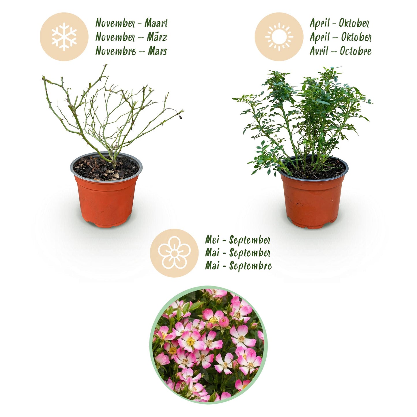 Green boutiQ - Tuin Roos - Rosa Cutie Pie - Roos - Winterhard - Roze - 1 Plant - Pot 12cm - Hoogte Hoogte 20-25cm