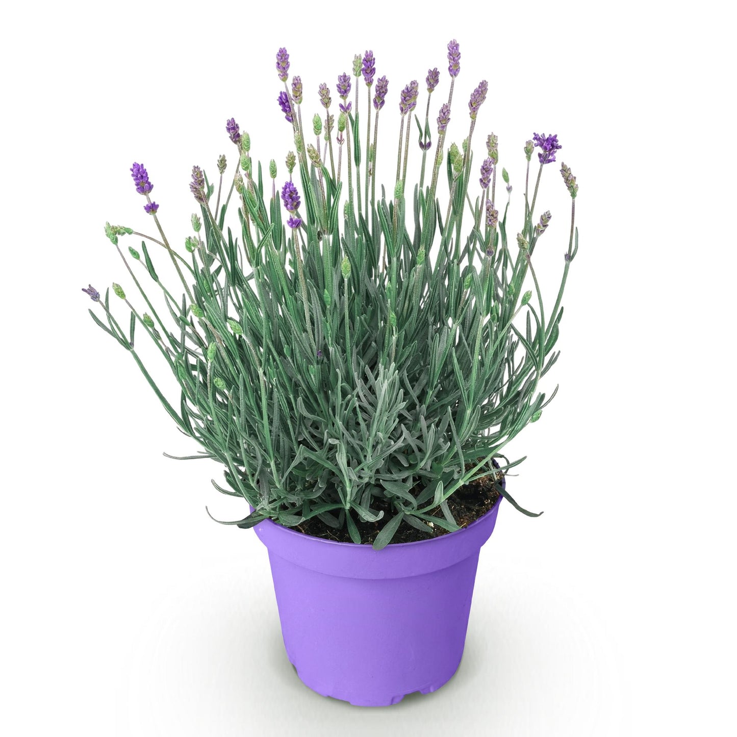 Green boutiQ - Tuinplant - Lavandula angustifolia Munstead - Lavendel - Winterhard - Paars - 1 Plant - Pot 12cm - Hoogte 15-25cm