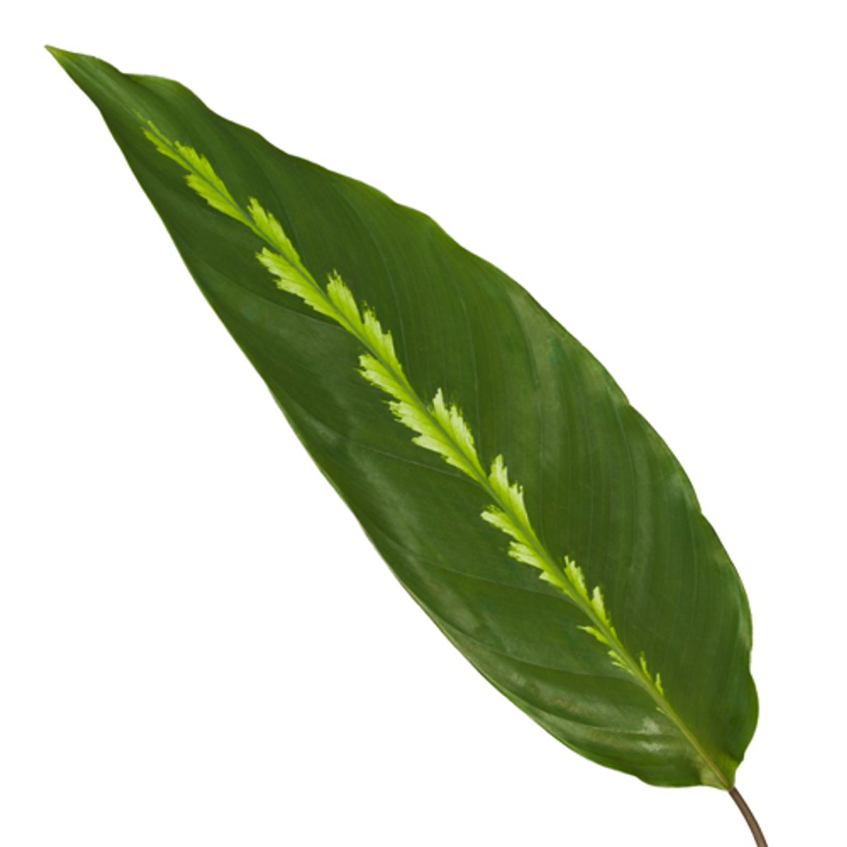 Calathea Maui Queen - 35 cm - Ø12cm