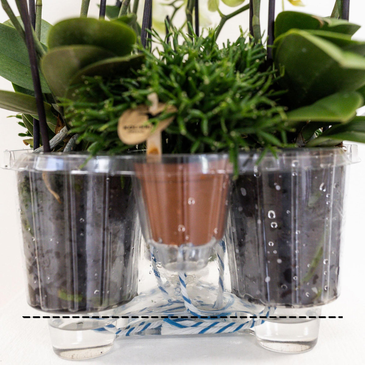 Mono Bouquet wit | 3 witte orchideeën Niagara Fall in mand met waterreservoir