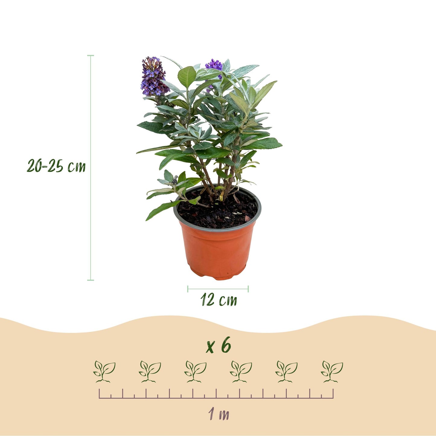 Green boutiQ - Tuinplant - Buddleja davidii Butterfly Candy Little Lila - Vlinderstruik - Compact - Lila - 1 Plant - Pot 12cm - Hoogte 20-25cm