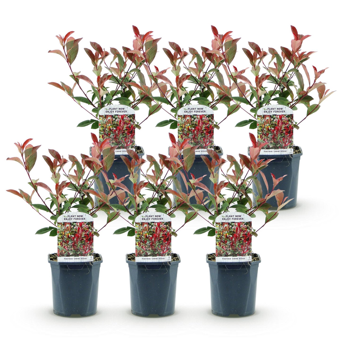 Green boutiQ - Haagplanten - Photinia fraseri Carre Rouge - groen rood  - 6 planten - 1 strekkende meter - groenblijvend - pot 17cm hoogte 55cm