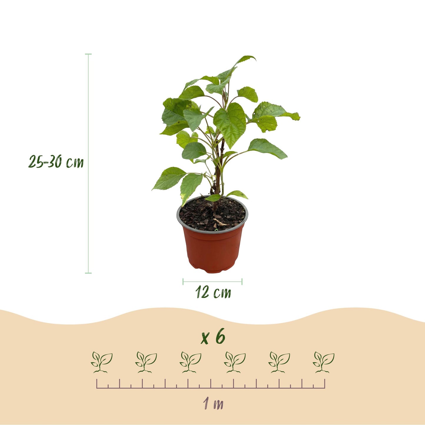 Green boutiQ - Tuinplant - Hydrangea arborescens Annabelle - Hortensia - Winterhard - Wit - 1 Plant - Pot 12cm - Hoogte Hoogte 20-30cm