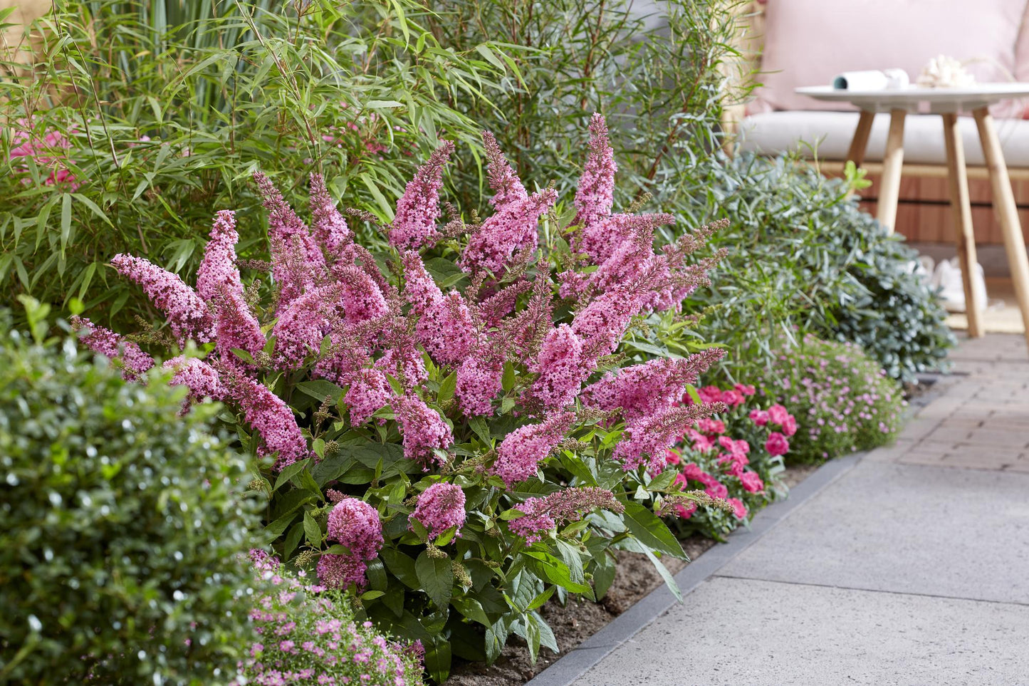 Green boutiQ - Tuinplant - Buddleja davidii Butterfly Candy Little Pink - Vlinderstruik - Compact - Roze - 1 Plant - Pot 12cm - Hoogte 20-25cm