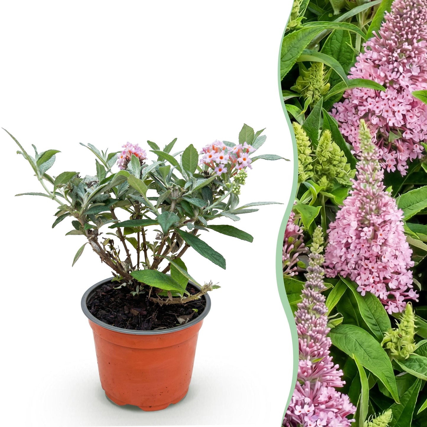 Green boutiQ - Tuinplant - Buddleja davidii Butterfly Candy Little Pink - Vlinderstruik - Compact - Roze - 1 Plant - Pot 12cm - Hoogte 20-25cm