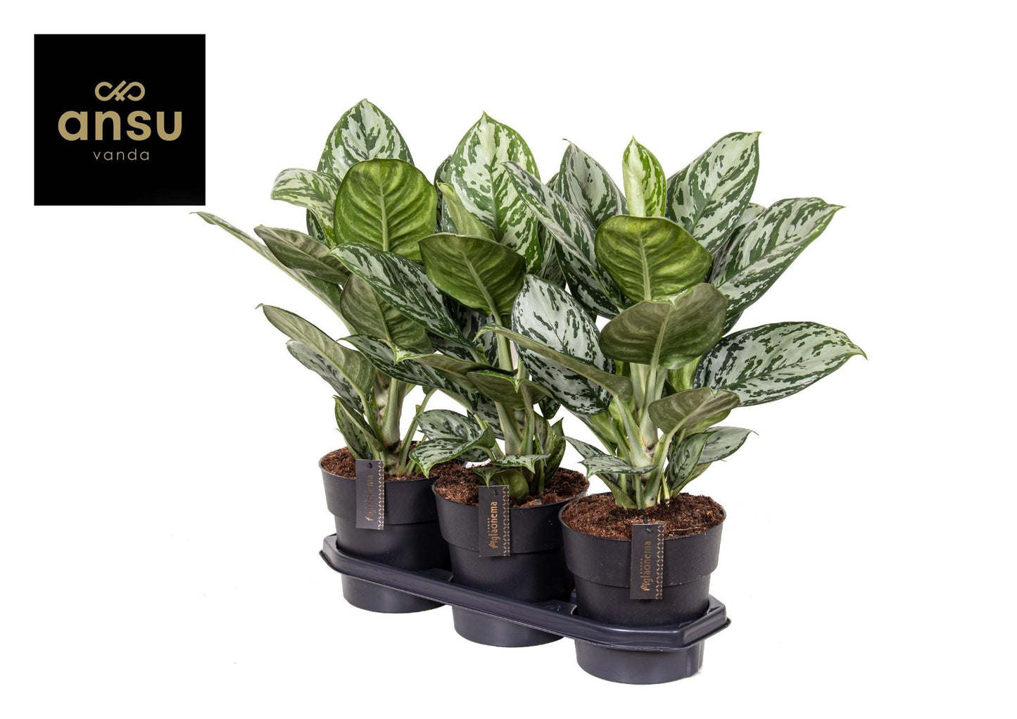 Aglaonema Jungle Silver - Ø19cm - ↕60cm