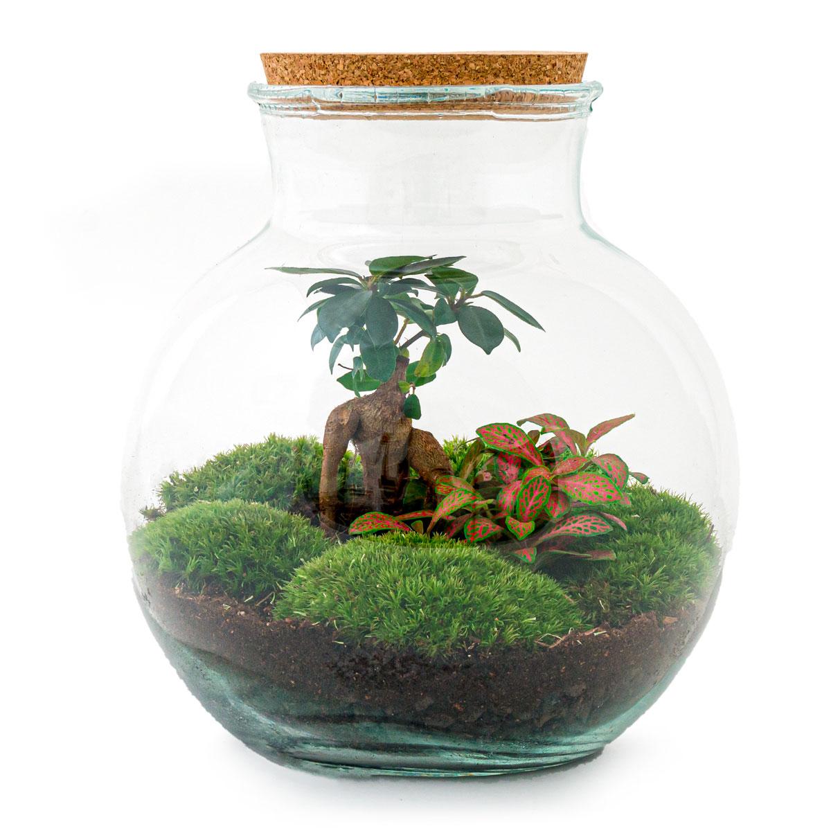DIY Planten terrarium (met licht) - Teddy Bonsai - Ø 25 cm ↑ 26,5 cm - Rake + Shovel + Tweezer