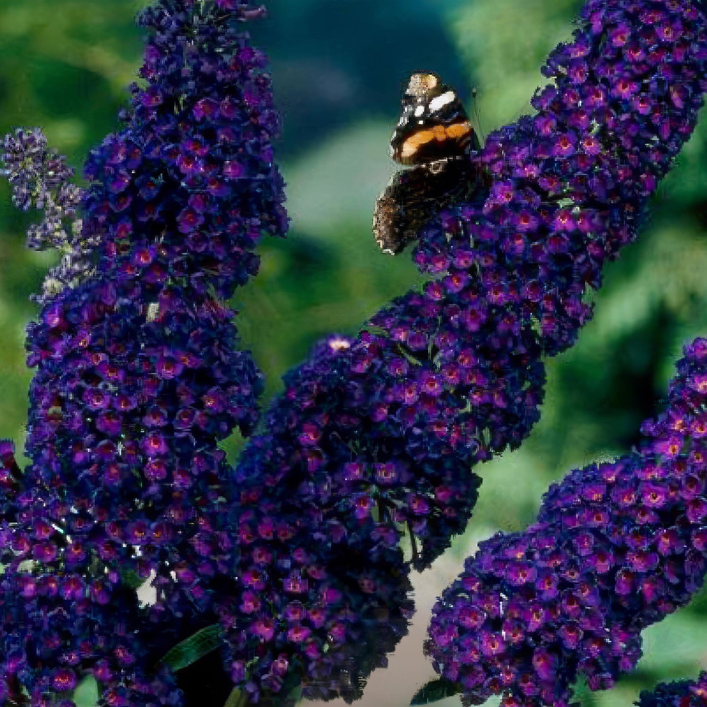 Green boutiQ - Tuinplant - Buddleja davidii Black Night - Vlinderstruik - Winterhard - Paars - 3 Planten - Pot 17cm - Hoogte 45cm