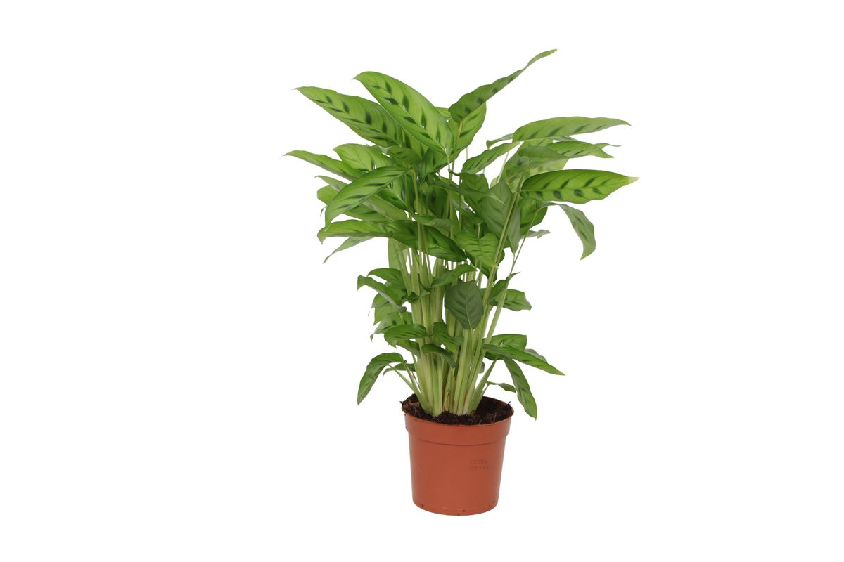 Calathea Leopardina - 35 cm - Ø12cm
