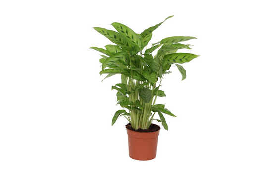 Calathea Leopardina - 35 cm - Ø12cm
