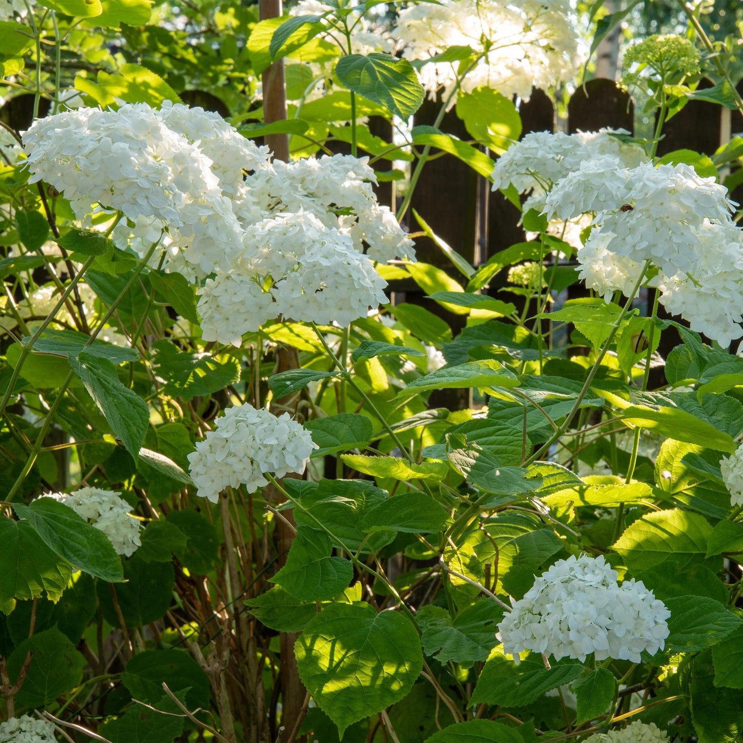 Green boutiQ - Tuinplant - Hydrangea arborescens Annabelle - Hortensia - Winterhard - Wit - 1 Plant - Pot 12cm - Hoogte Hoogte 20-30cm