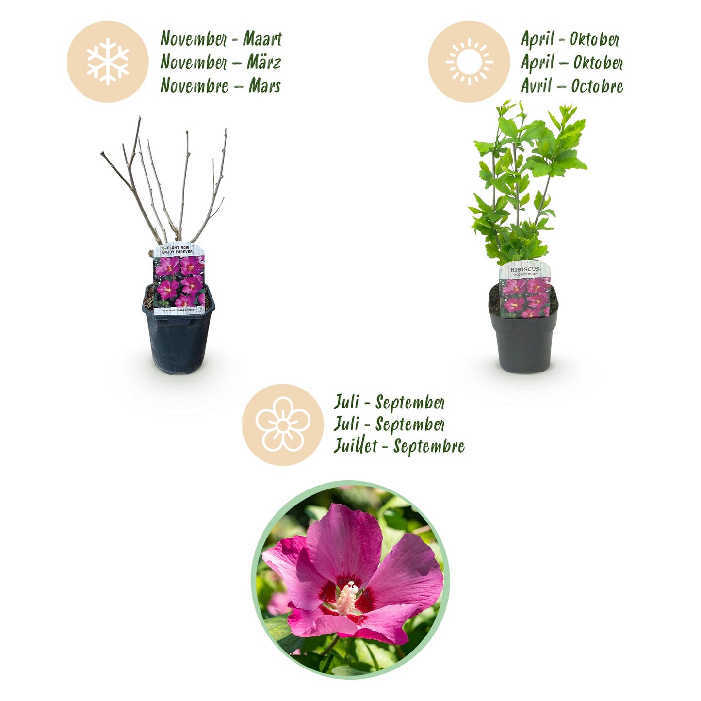 Green boutiQ - Tuinplant - Hibiscus syriacus Woodbridge - Tuin Hibiscus - Winterhard - Roze - 3 Planten - Pot 17cm - Hoogte 45cm