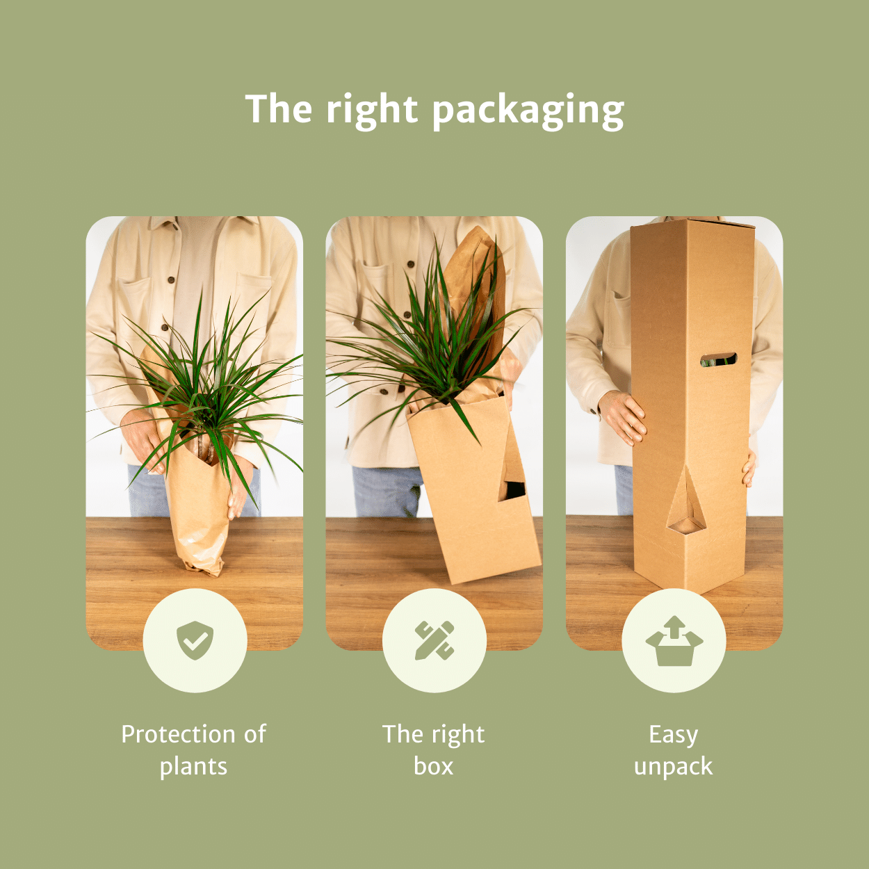 Tillandsia Air mix - 10 stuks - 6 cm - ø6