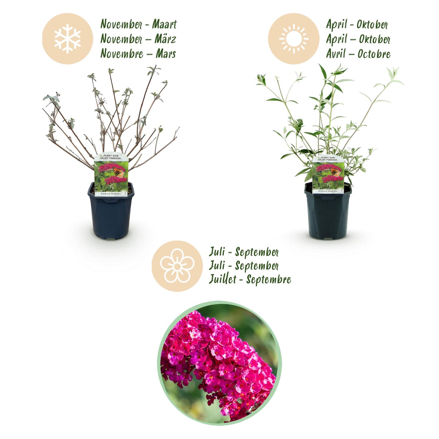 Green boutiQ - Tuinplant - Buddleja davidii Royal Red - Vlinderstruik - Winterhard - Rood - 3 Planten - Pot 17cm - Hoogte 45cm