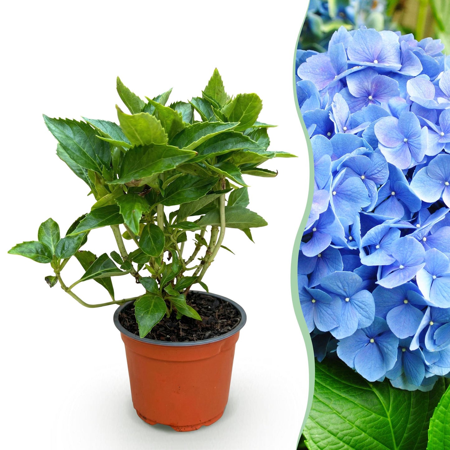 Green boutiQ - Tuinplant - Hydrangea macrophylla Blauw - Hortensia - Winterhard - Blauw - 1 Plant - Pot 12cm - Hoogte Hoogte 20-30cm