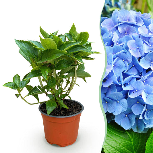 Green boutiQ - Tuinplant - Hydrangea macrophylla Blauw - Hortensia - Winterhard - Blauw - 1 Plant - Pot 12cm - Hoogte Hoogte 20-30cm