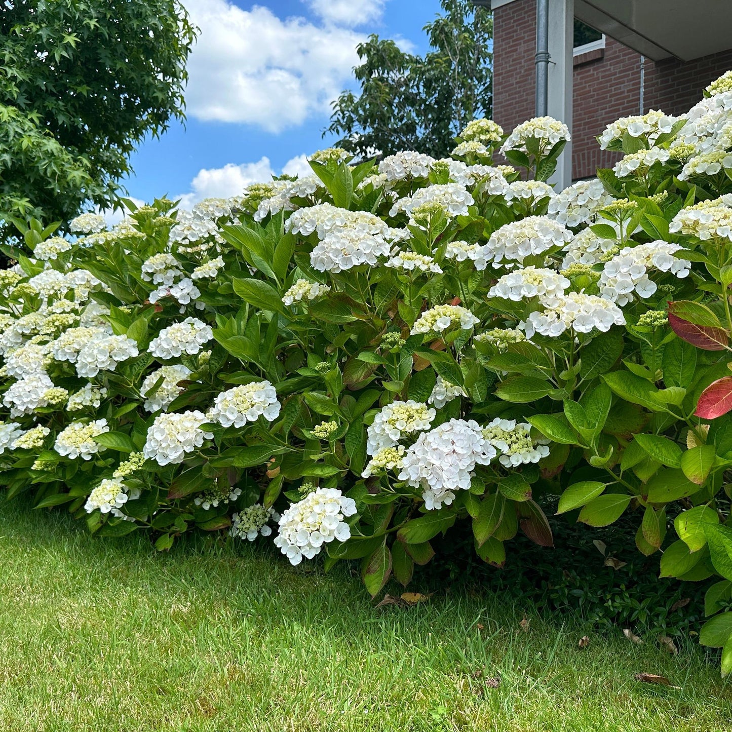 Green boutiQ - Tuinplant - Hydrangea macrophylla Wit - Hortensia - Winterhard - Wit - 1 Plant - Pot 12cm - Hoogte Hoogte 20-30cm