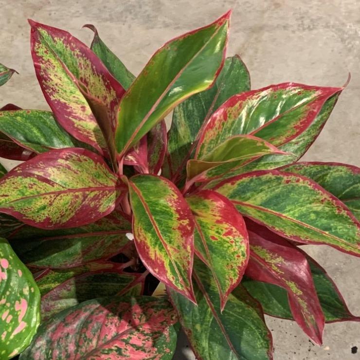 Aglaonema Crete - Ø14cm - ↕30cm
