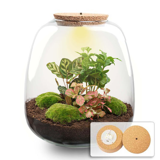 Planten terrarium - Emma - DIY kit - ↑ 25 cm - Ø 23 cm - Coffea Red