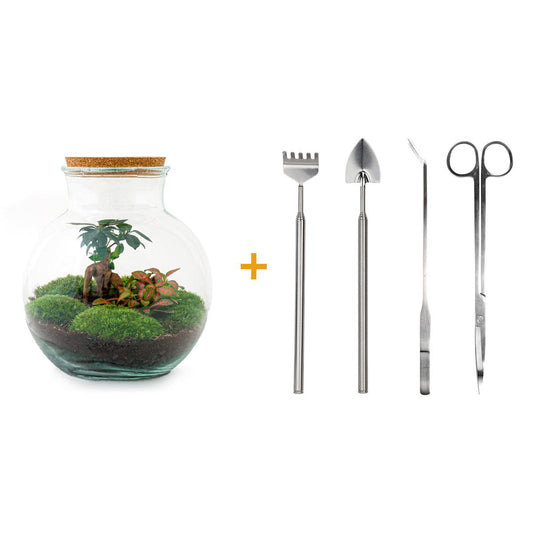 DIY Planten terrarium (met licht) - Teddy Bonsai - Ø 25 cm ↑ 26,5 cm - Rake + Shovel + Tweezer + Scissors