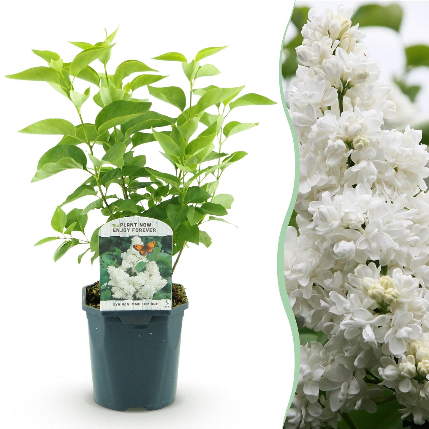 Green boutiQ - Tuinplant - Syringa vulgaris mme Lemoine - Gewone Sering - Winterhard - Wit - 1 Plant - Pot 17cm - Hoogte 45cm