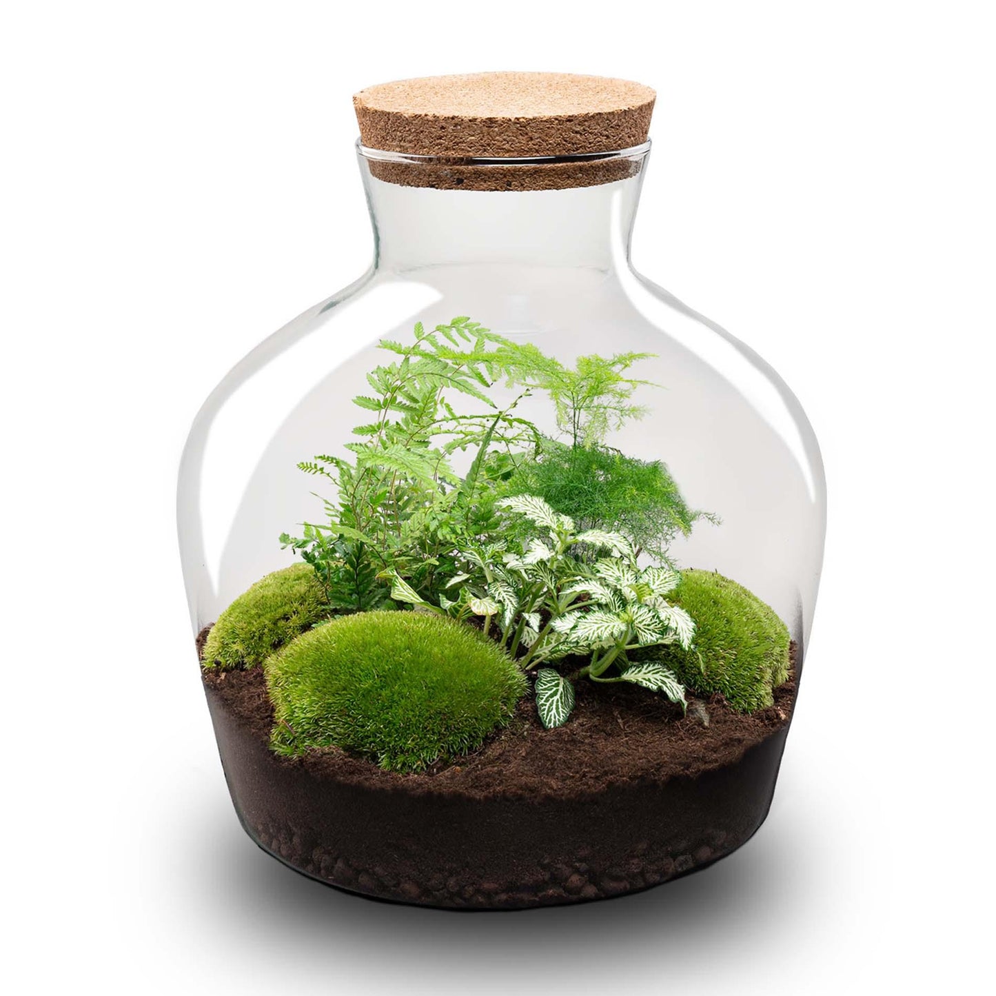 DIY Planten terrarium met licht - Fat Joe Green - Ø 29 cm ↑ 30 cm - No tools