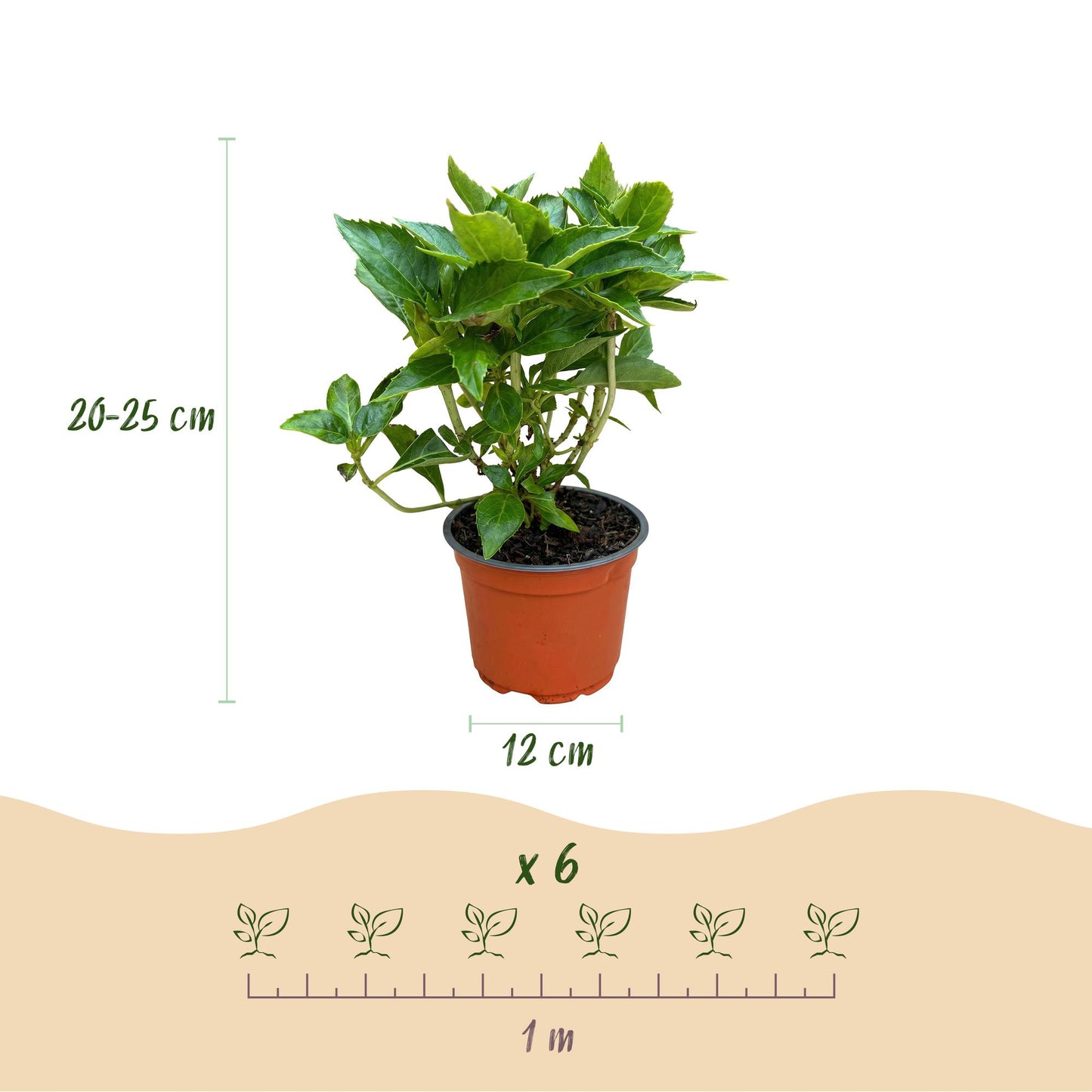 Green boutiQ - Tuinplant - Hydrangea macrophylla Blauw - Hortensia - Winterhard - Blauw - 1 Plant - Pot 12cm - Hoogte Hoogte 20-30cm