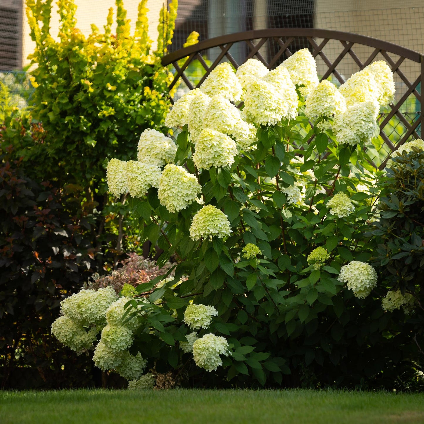 Green boutiQ - Tuinplant - Hydrangea panniculata Limelight - Pluimhortensia - Winterhard - Lime Groen - 1 Plant - Pot 12cm - Hoogte Hoogte 20-30cm