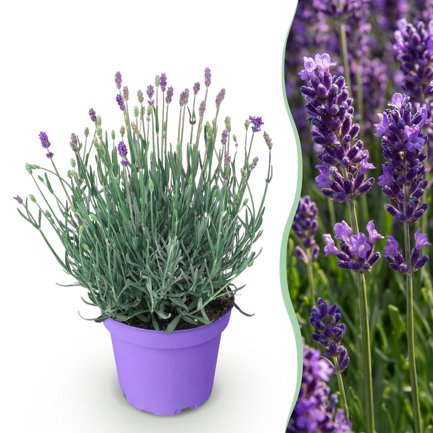 Green boutiQ - Tuinplant - Lavandula angustifolia Munstead - Lavendel - Winterhard - Paars - 1 Plant - Pot 12cm - Hoogte 15-25cm