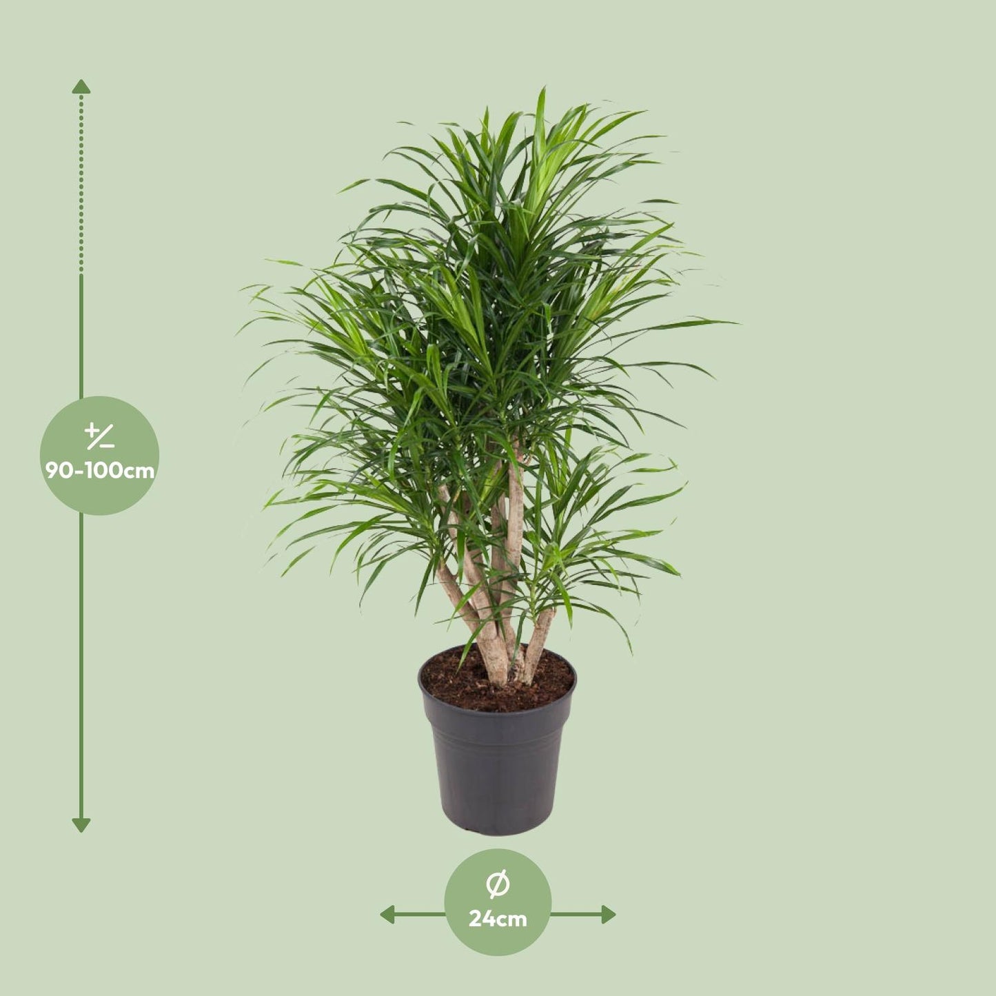 Dracaena Anita - Ø24cm - ↕100cm