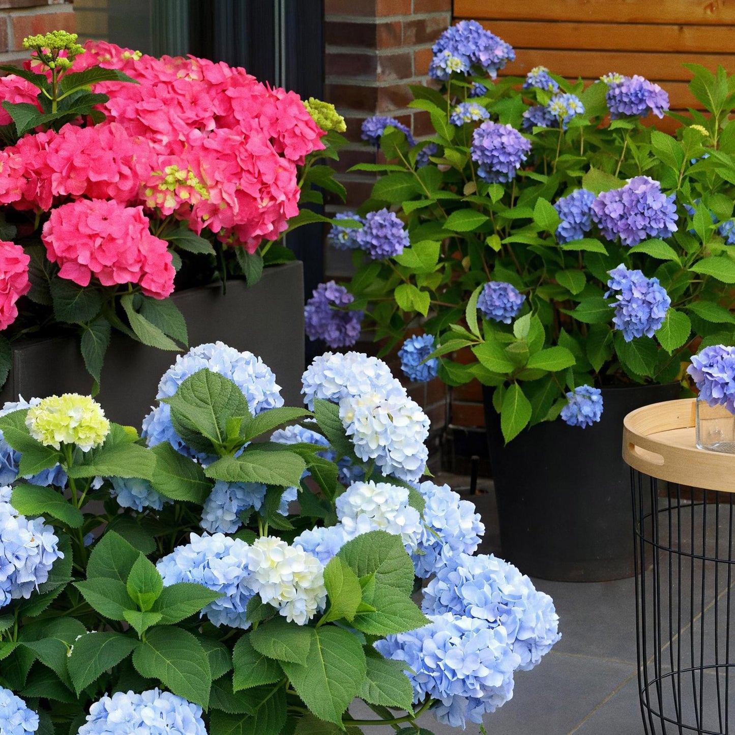 Green boutiQ - Tuinplant - Hydrangea Endles Summer The Orginal Blue - Hortensia - Winterhard - Blauw - 2 Planten - Pot 14cm - Hoogte 20-25cm