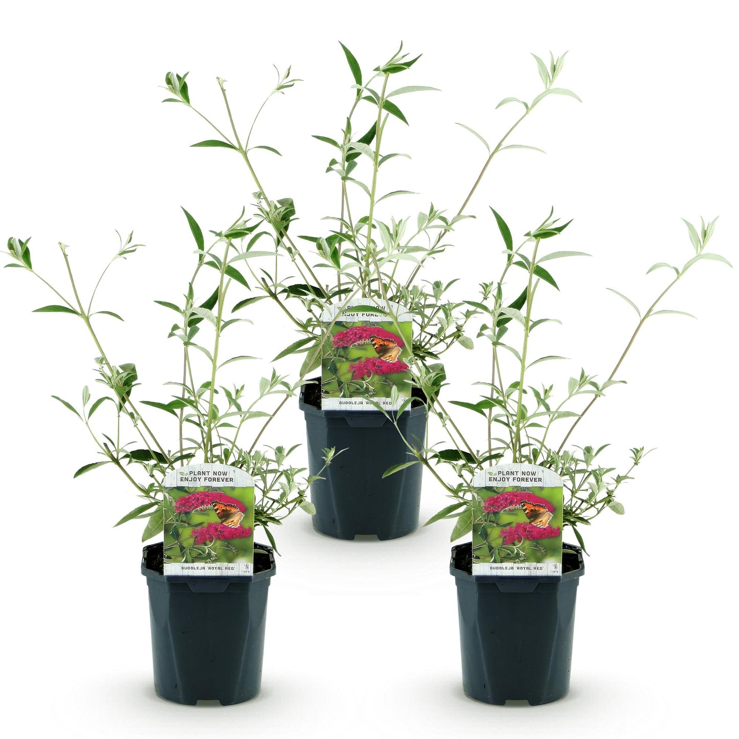 Green boutiQ - Tuinplant - Buddleja davidii Royal Red - Vlinderstruik - Winterhard - Rood - 3 Planten - Pot 17cm - Hoogte 45cm