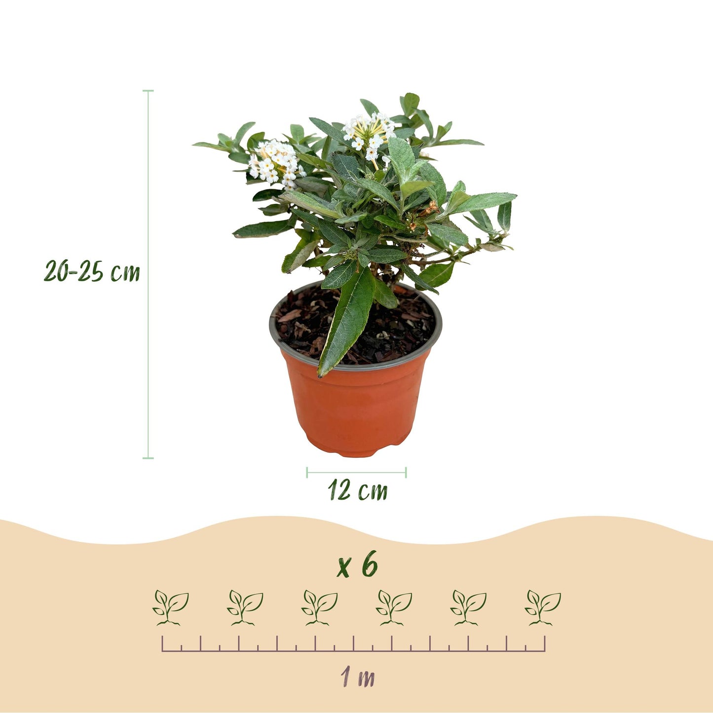 Green boutiQ - Tuinplant - Buddleja davidii Butterfly Candy Little White - Vlinderstruik - Compact - Wit - 1 Plant - Pot 12cm - Hoogte 20-25cm