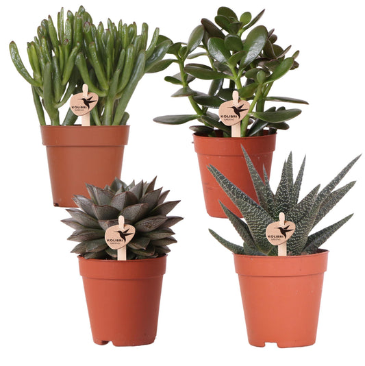 Kolibri Greens | set van 4 succulenten - groene planten - potmaat Ø9cm