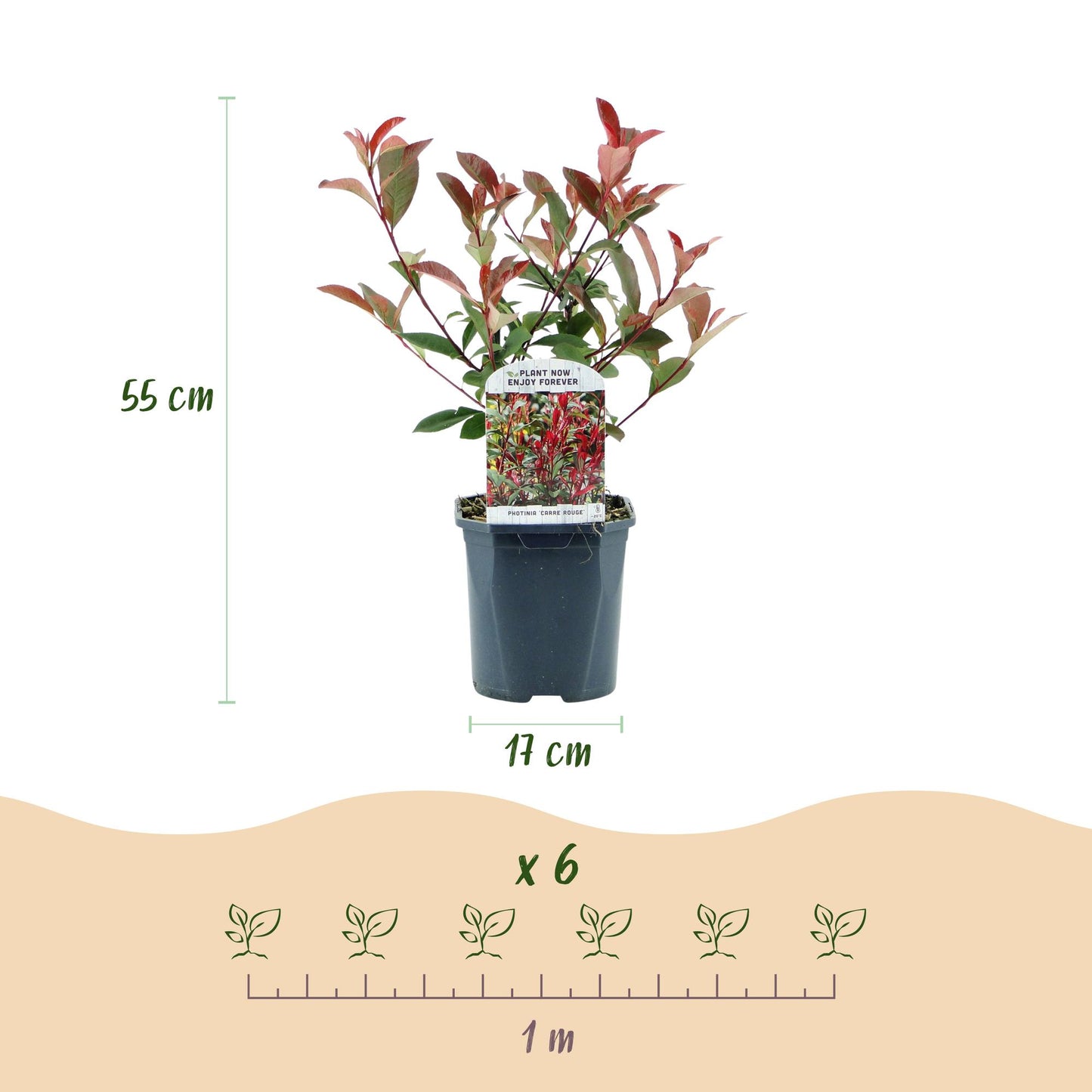 Green boutiQ - Haagplanten - Photinia fraseri Carre Rouge - groen rood  - 6 planten - 1 strekkende meter - groenblijvend - pot 17cm hoogte 55cm