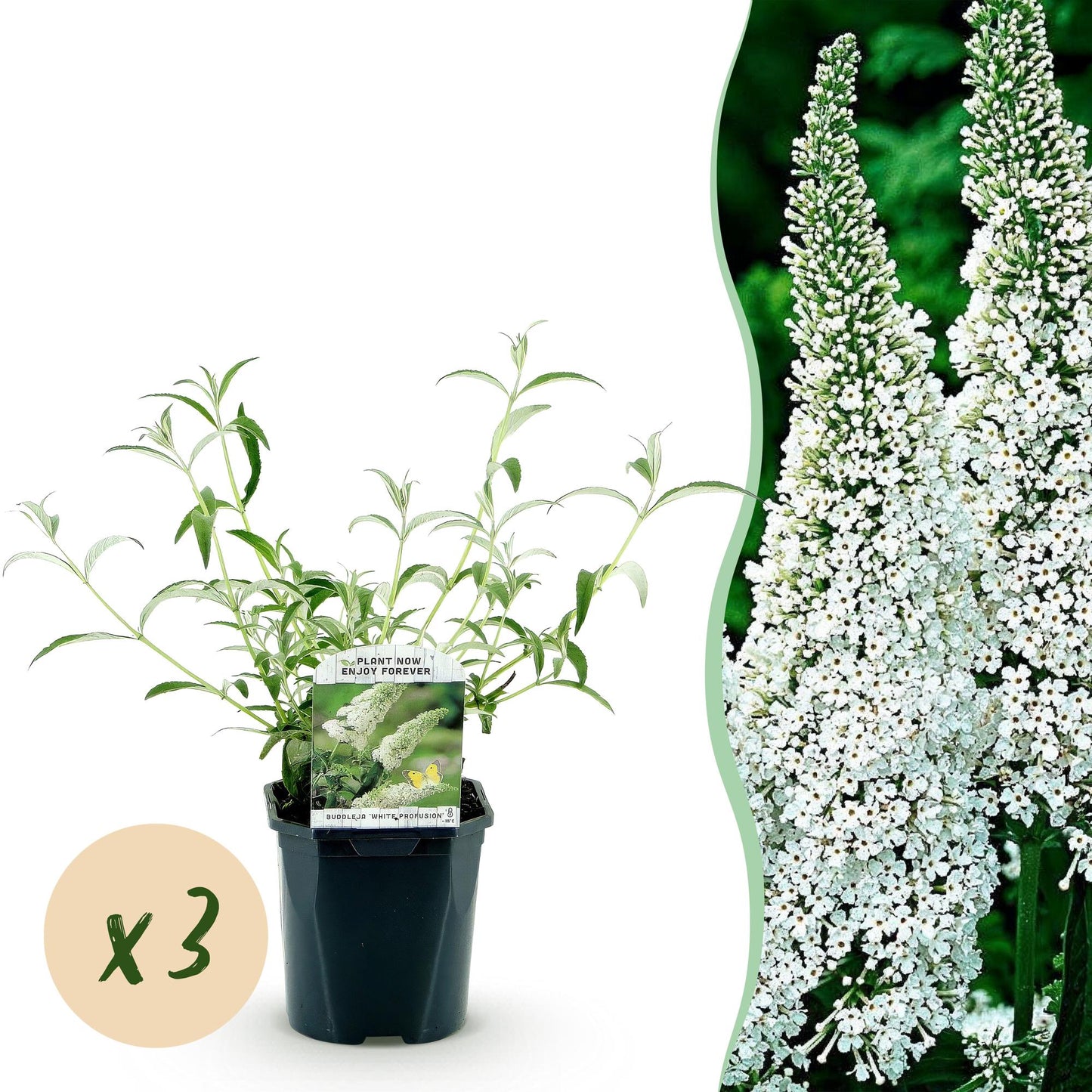 Green boutiQ - Tuinplant - Buddleja davidii White Profusion - Vlinderstruik - Winterhard - Wit - 3 Planten - Pot 17cm - Hoogte 45cm