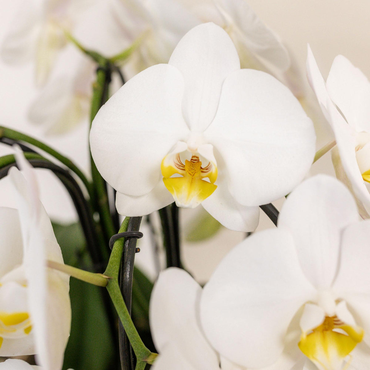 Mono Bouquet wit | 3 witte orchideeën Niagara Fall in mand met waterreservoir