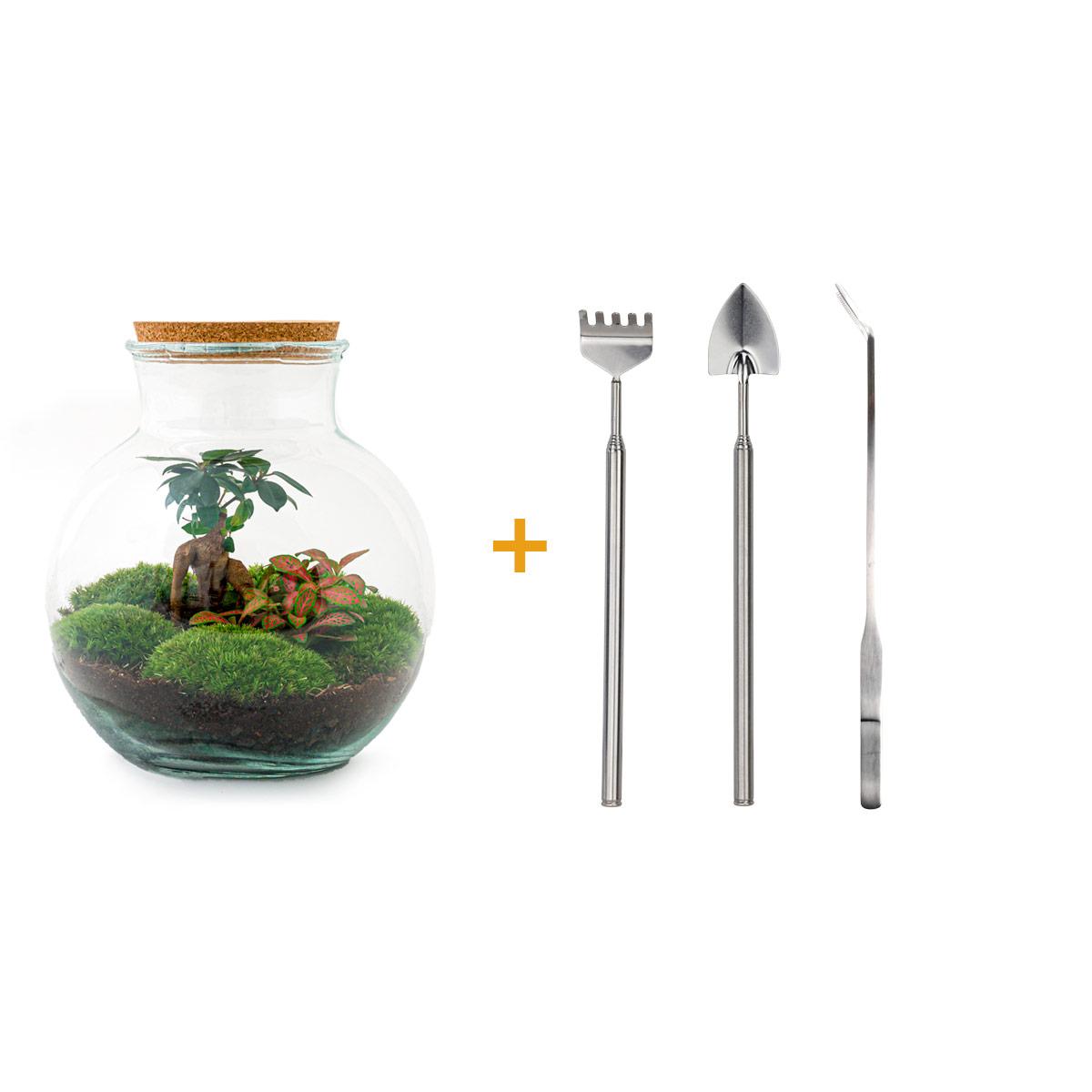 DIY Planten terrarium (met licht) - Teddy Bonsai - Ø 25 cm ↑ 26,5 cm - Rake + Shovel + Tweezer