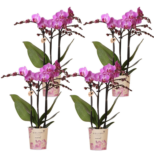 Kolibri Orchids | COMBI DEAL van 4 Phalaenopsis orchideeën - Vienna - potmaat Ø9cm | bloeiende kamerplant - vers van de kweker