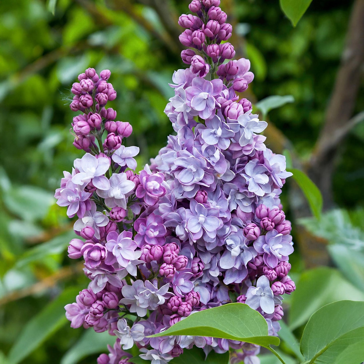 Green boutiQ - Tuinplant - Syringa vulgaris Michel Buchner - Gewone Sering - Winterhard - Roze - 1 Plant - Pot 17cm - Hoogte 45cm