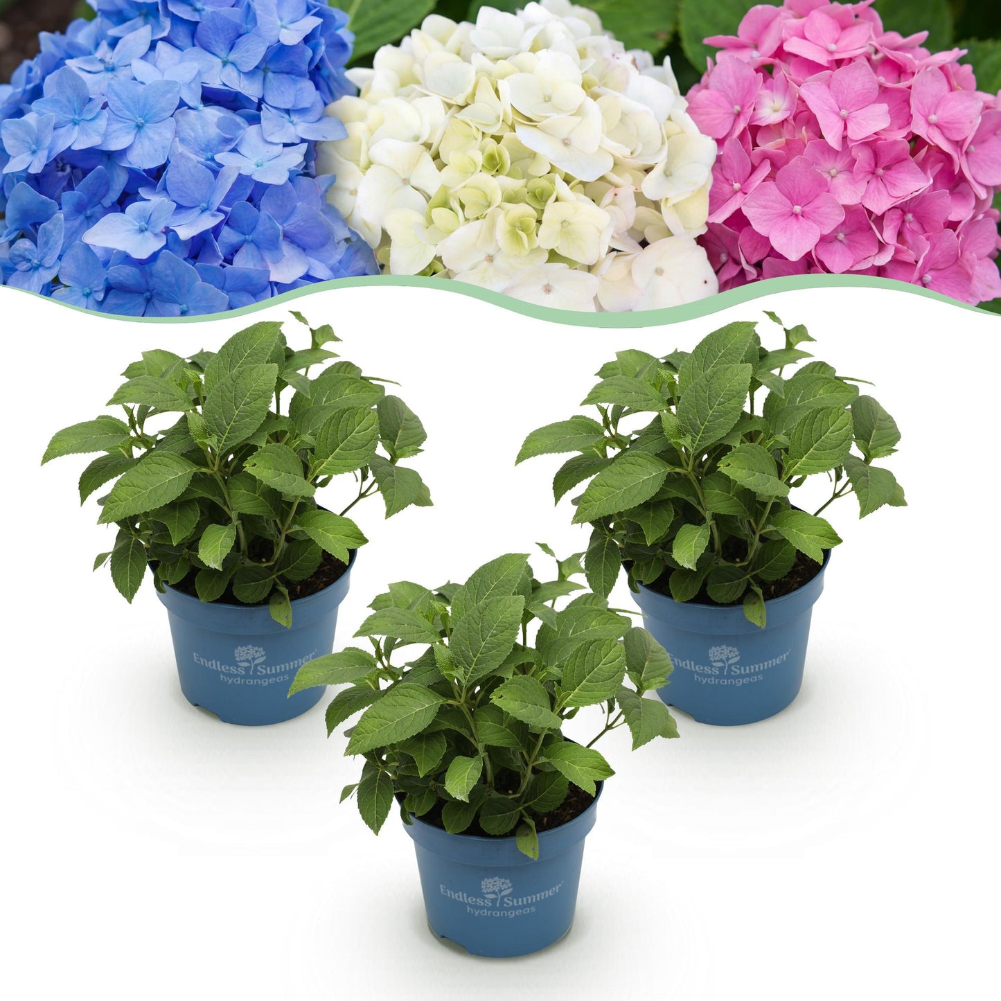 Green boutiQ - Tuinplant - Hydrangea Endless Summer Blue - Pink - White - Hortensia - Winterhard - Blauw - Roze - Wit - 3 Planten - Pot 14cm - Hoogte 20-25cm