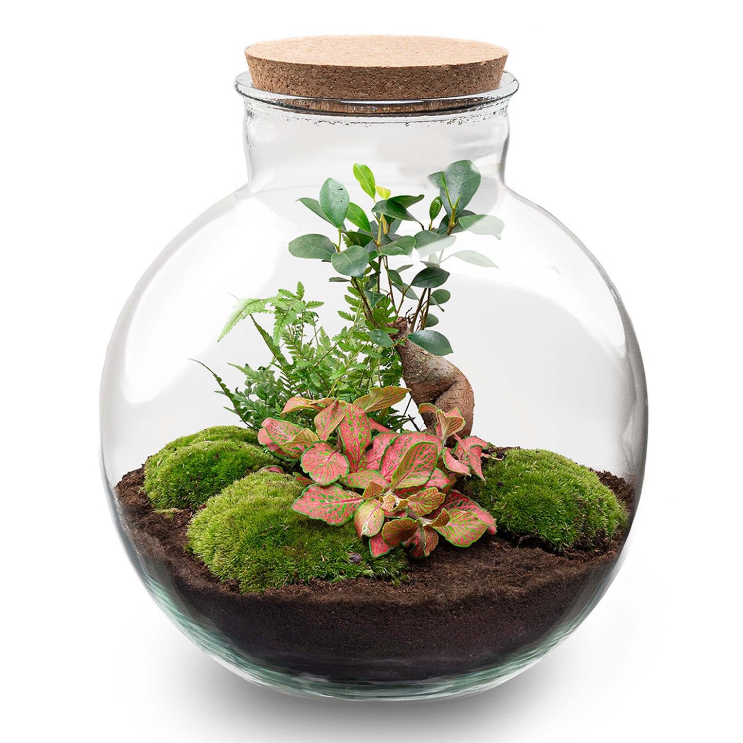 DIY Planten terrarium - Bolder Bob Bonsai - Ø 31 cm ↑ 30 cm - Rake + Shovel + Tweezer + Scissors