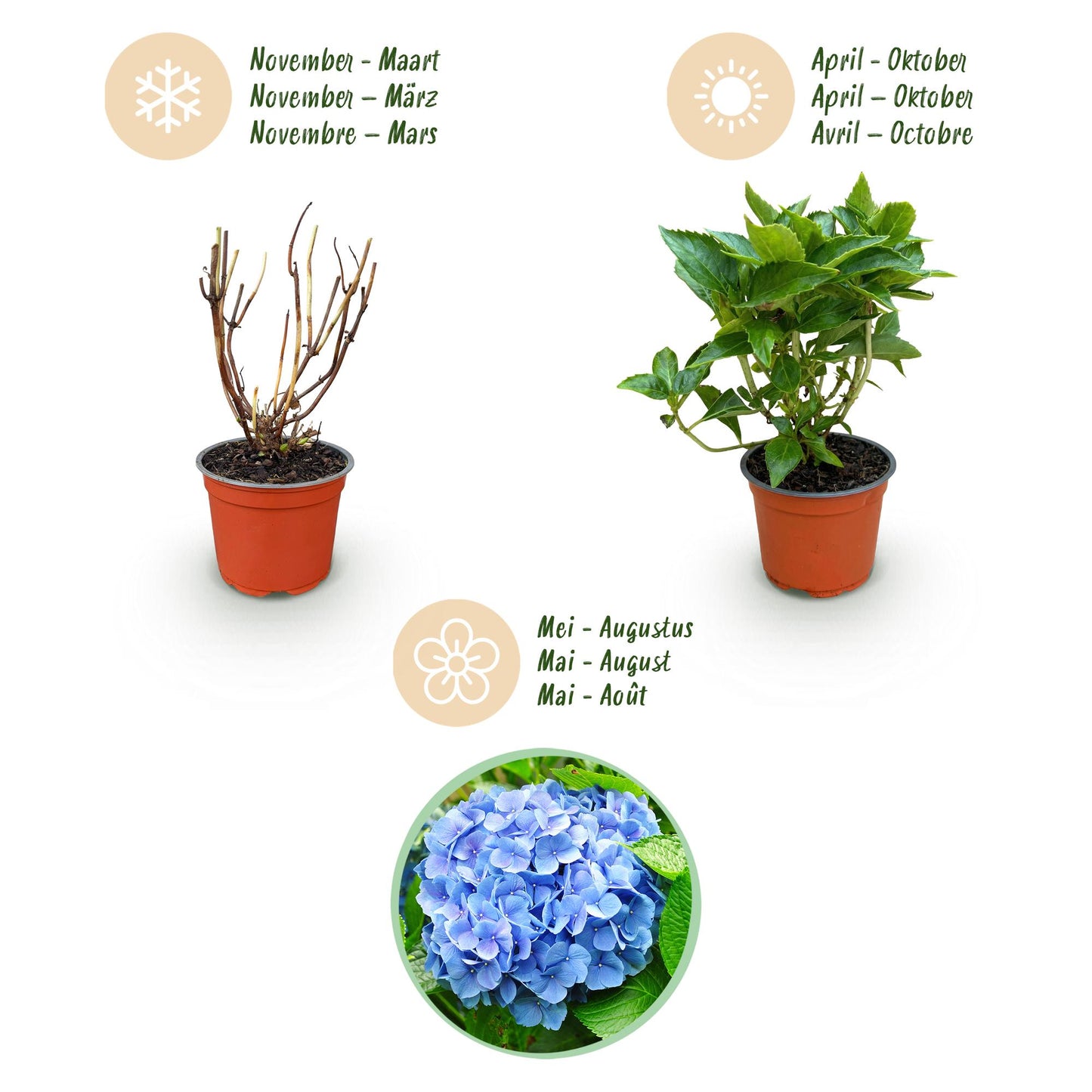 Green boutiQ - Tuinplant - Hydrangea macrophylla Blauw - Hortensia - Winterhard - Blauw - 1 Plant - Pot 12cm - Hoogte Hoogte 20-30cm