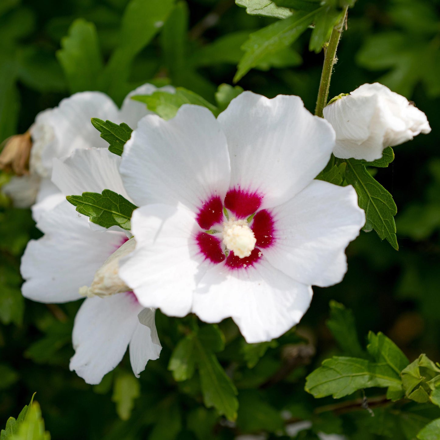 Green boutiQ - Tuinplant - Hibiscus syriacus Red Heart - Tuin Hibiscus - Winterhard - Wit - Rood - 3 Planten - Pot 17cm - Hoogte 45cm