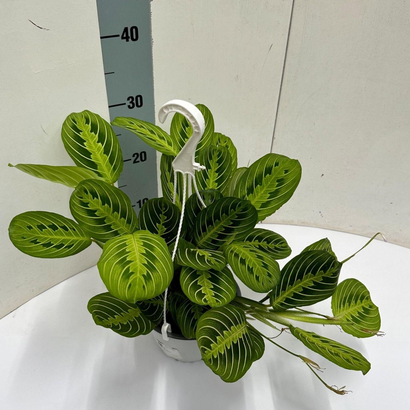Maranta Leuconeura 'Fascinator' Lemon Lime Hangpot - Ø15cm - ↕40cm