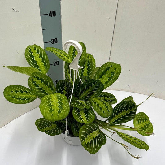 Maranta Leuconeura 'Fascinator' Lemon Lime Hangpot - Ø15cm - ↕40cm